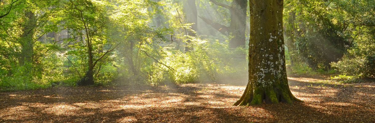 Sunlight filters through the forest on the Isle of Wight